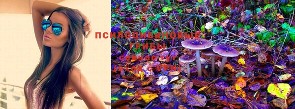 хмурый Пересвет